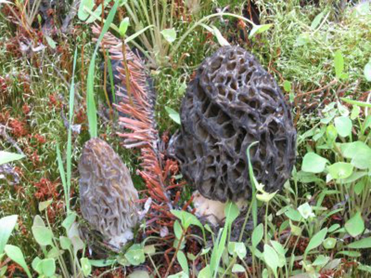 There's a morel to this mushroomer's story The SpokesmanReview