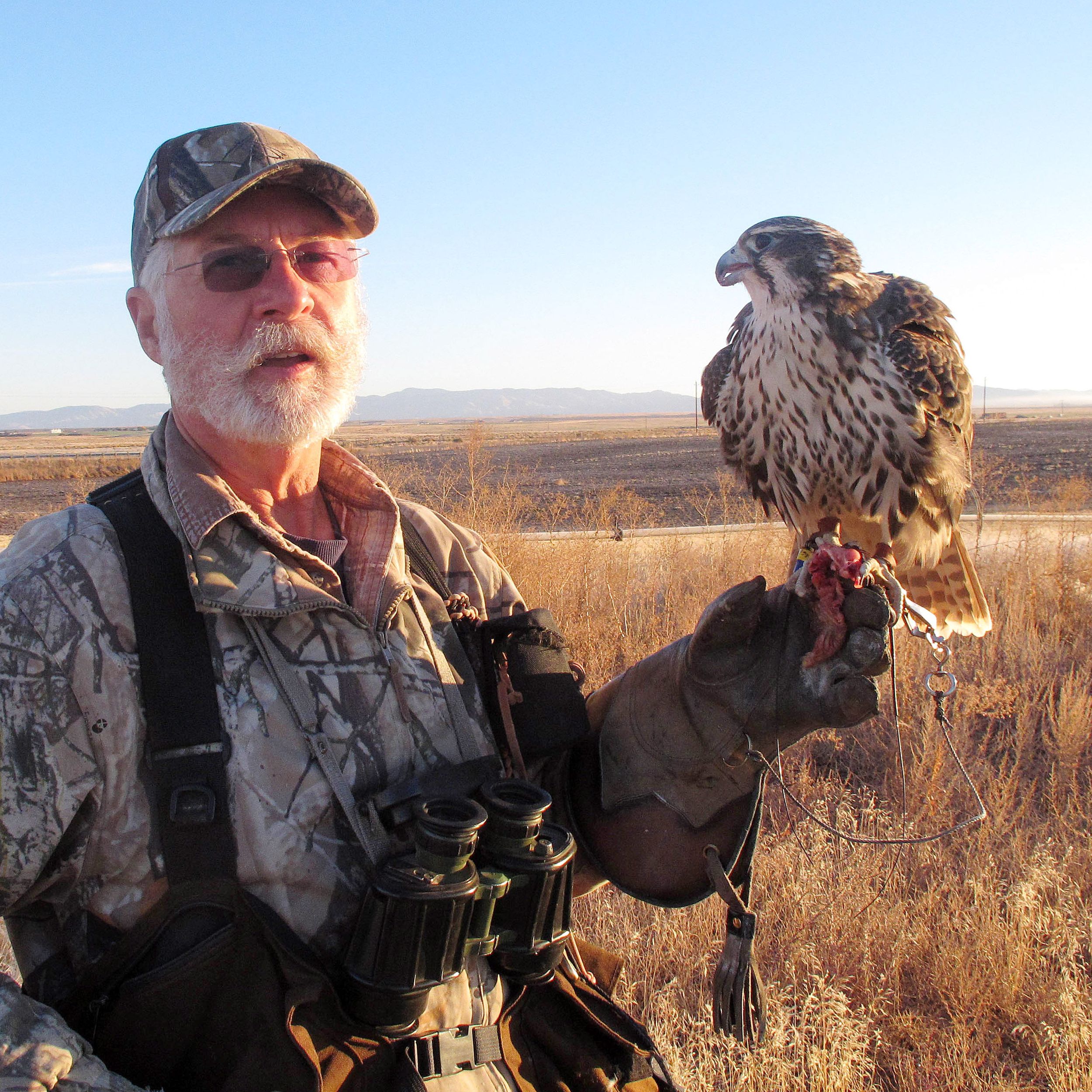 Prairie falcon  Washington Department of Fish & Wildlife