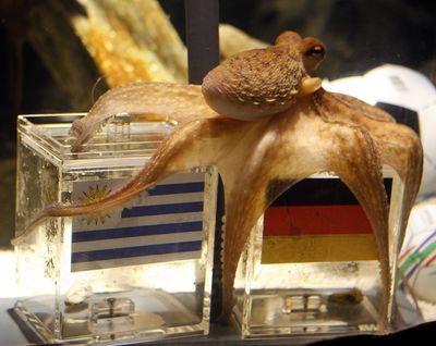 Paul the Octopus became famous for making picks during the 2010 World Cup. Octopuses have three different hearts and can breathe through their skin. (Roberto Pfeil / File/AP)