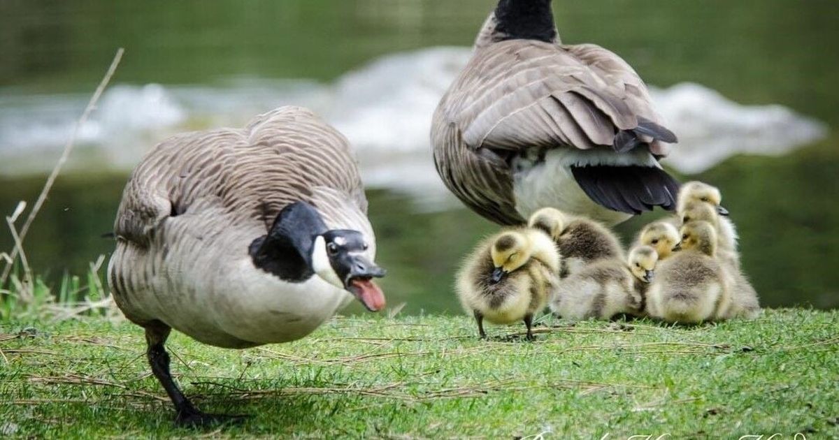 Cool Critters: Honk if you love Canada geese dads