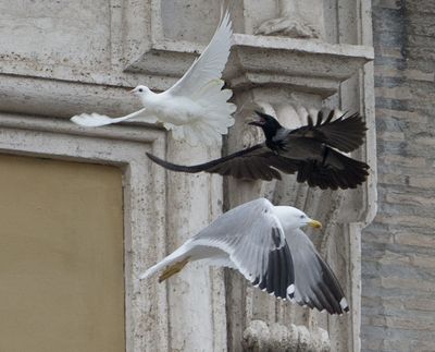 A dove freed by children flanked by Pope Francis during the Angelus prayer is chased by a black crow in St. Peter’s Square at the Vatican on Sunday. (Associated Press)