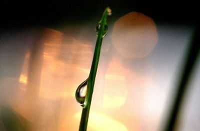 
Early spring rain clings to a blade of grass. The growing season gets a little boost from fertilizing treatments. 
 (Photos by Brian Plonka/The spokesman-review / The Spokesman-Review)