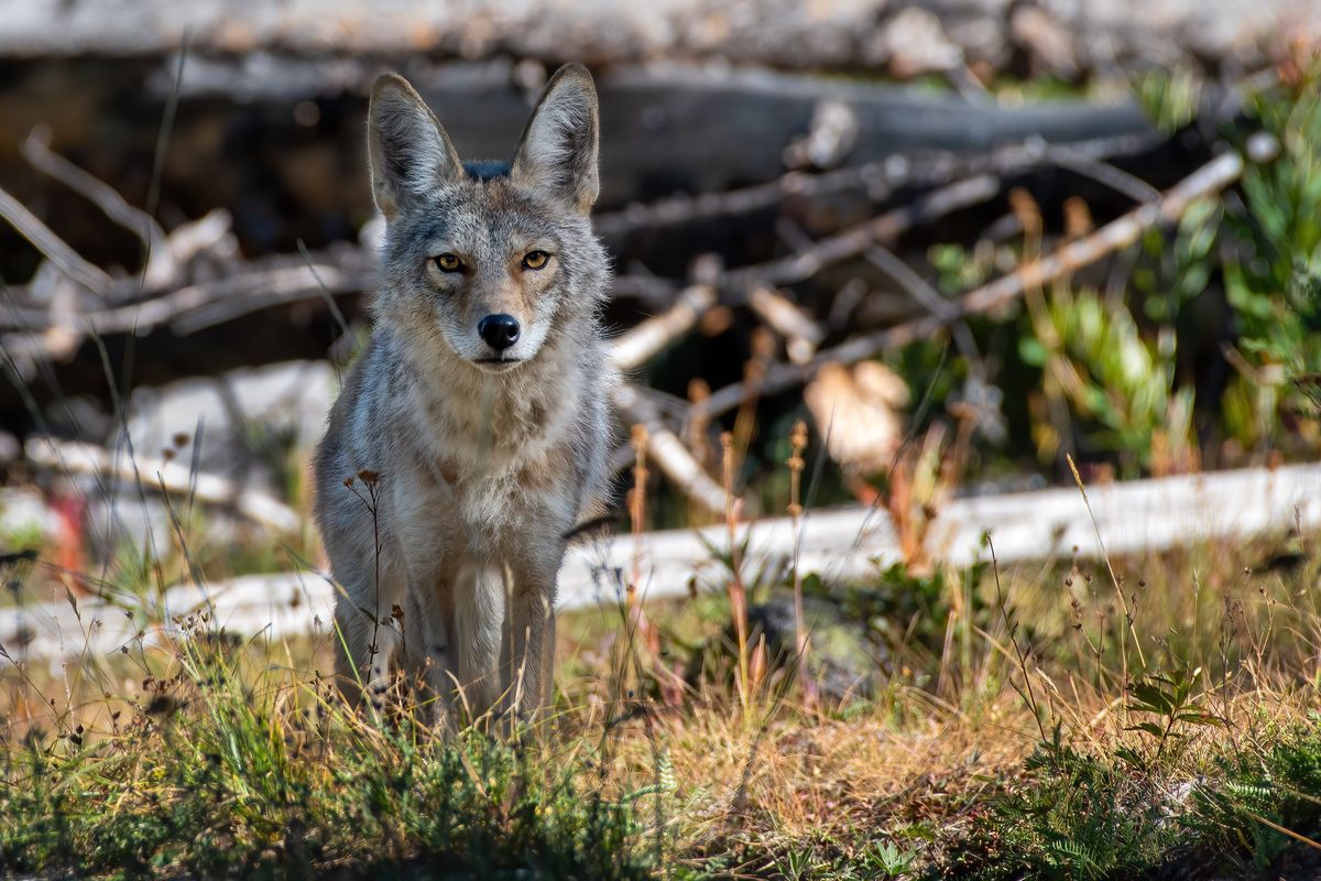 A coyote pauses on a hiking trail Sept. 4 in the Pasayten Wilderness near Loomis, Wash. Wildlife Services killed 64,131 coyotes in 2021, including 614 in Washington.  (Colin Tiernan / The Spokesman-Review)
