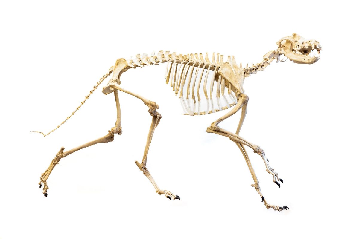 Yellowstone wolf 302M’s skeleton was assembled in February 2022. (NPS / Jacob W. Frank)