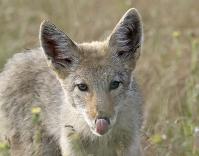 A coyote pauses while hunting chipmunks at Turnbull National Wildlife Refuge in this early May photo by Jerry Rolwes. (Courtesy of Jerry Rolwes)
