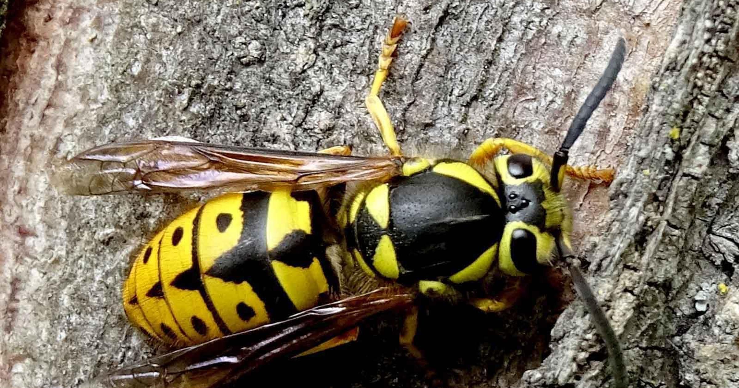 Cool Critters: Where are the wasps this September?