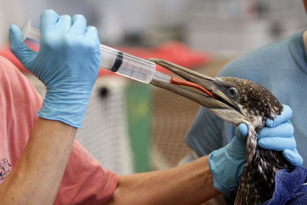Members of Tri-State Bird Rescue and Research and the International Bird Research Center hydrate a northern gannet which had been covered in oil and was cleaned  at a facility in Fort Jackson, La., on Saturday. Associated Press photos (Associated Press photos)