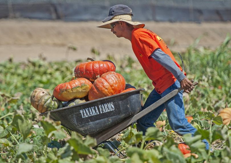 Vicente Rodriquez, a worker at Tanaka Farms in Irvine, Calif., harvests the larger pumpkins in the patch and puts them in large boxes for purchase Wednesday, Sept. 30, 2015. (Michael Goulding/The Orange County Register via AP) 