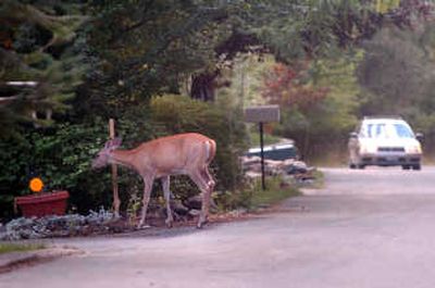 
A deer chows down on shrubbery Wednesday evening on Fernan Terrace Road in Fernan Village.
 (Jesse Tinsley / The Spokesman-Review)