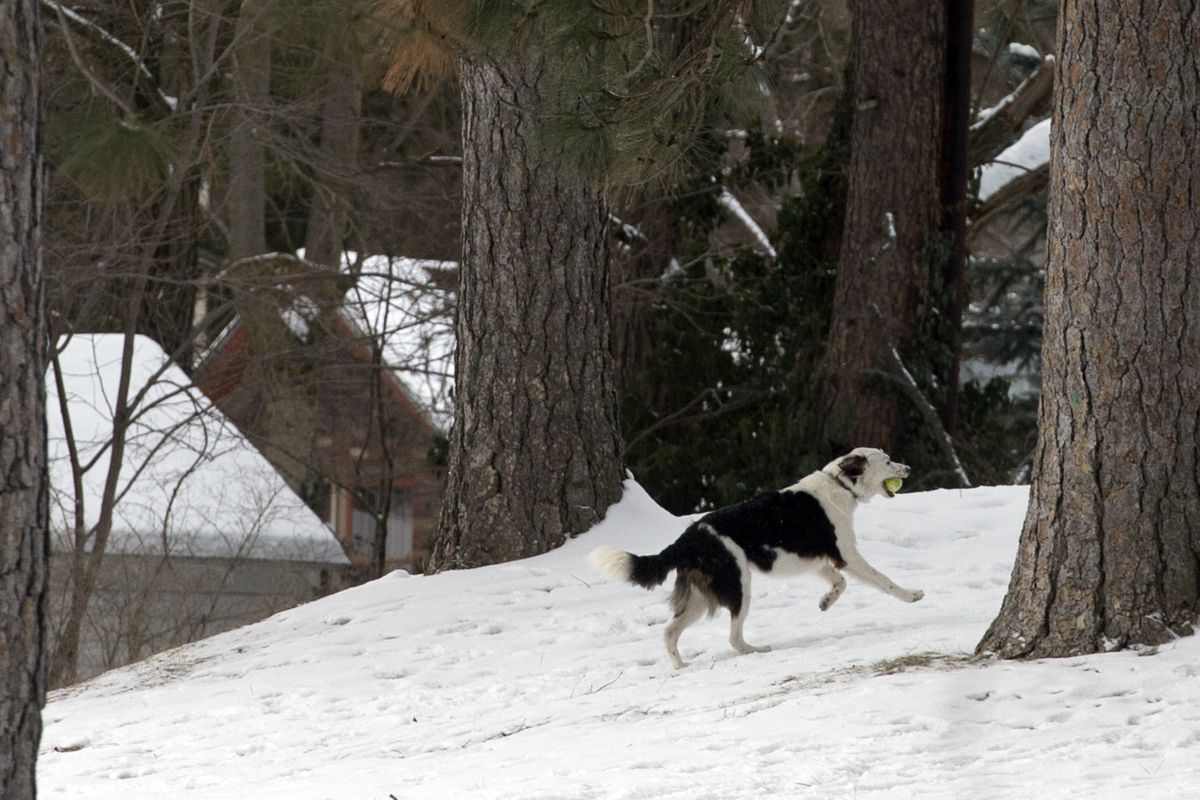 A dog retrieves a ball for its owner in a wooded area Sunday, at Manito Park. Occasionally dogs can been seen running off-leash in the park, which concerns dog owner GInny Cornwall, who is worried that other dogs will approach her dog, which can be aggressive at times. (Jesse Tinsley)