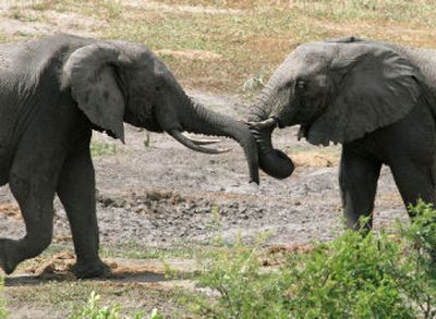 
Elephants lock trunks at a watering hole in the Tembi Elephant Park in the KwaZulu-Natal province of South Africa. Environment Minister Marthinus van Schalkwyk said Wednesday that authorities might have to resume killing elephants. 
 (Associated Press / The Spokesman-Review)