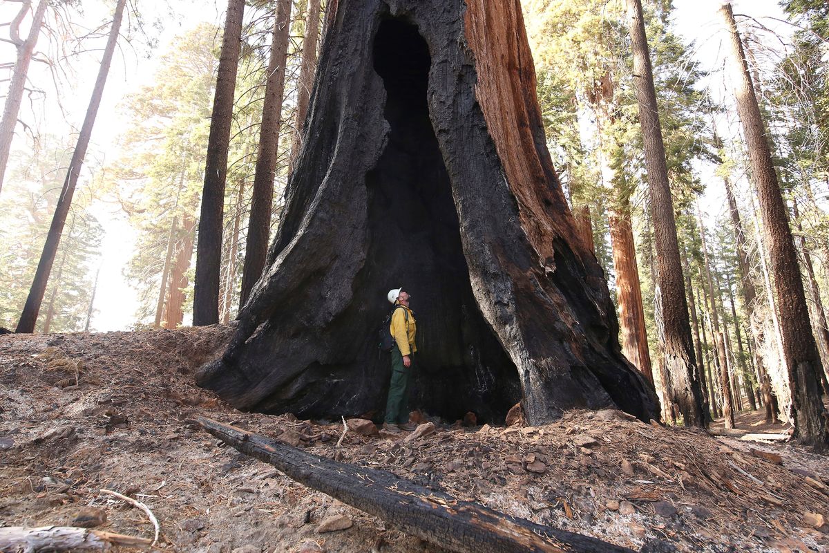 FILE - Assistant Fire Manager Leif Mathiesen, of the Sequoia & Kings Canyon Nation Park Fire Service, looks for an opening in the burned-out sequoias from the Redwood Mountain Grove which was devastated by the KNP Complex fires earlier in the year in the Kings Canyon National Park, Calif., on Nov. 19, 2021. Thousands of sequoias have been killed by wildfires in recent years.  (Gary Kazanjian)