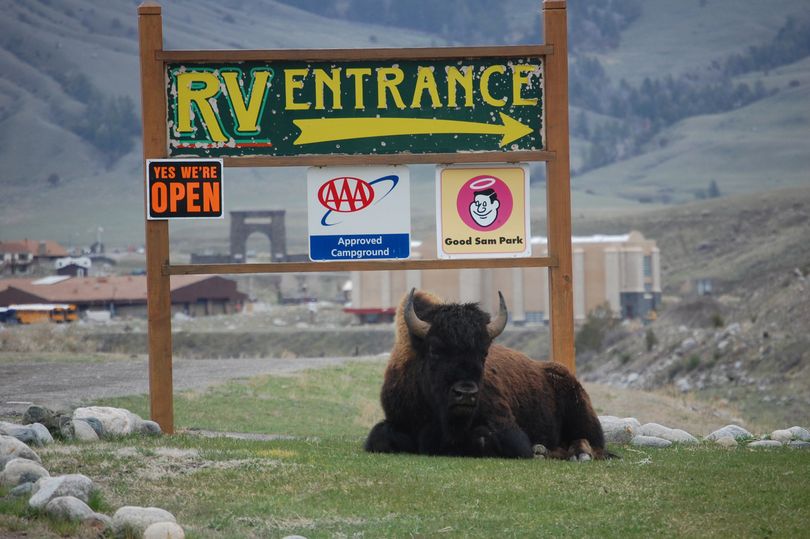 A bison rests in front of the Yellowstone RV Park sign in Gardiner,  Mont., just outside Yellowstone National Park,on May 8, 2011. (Livingston Enterprise)