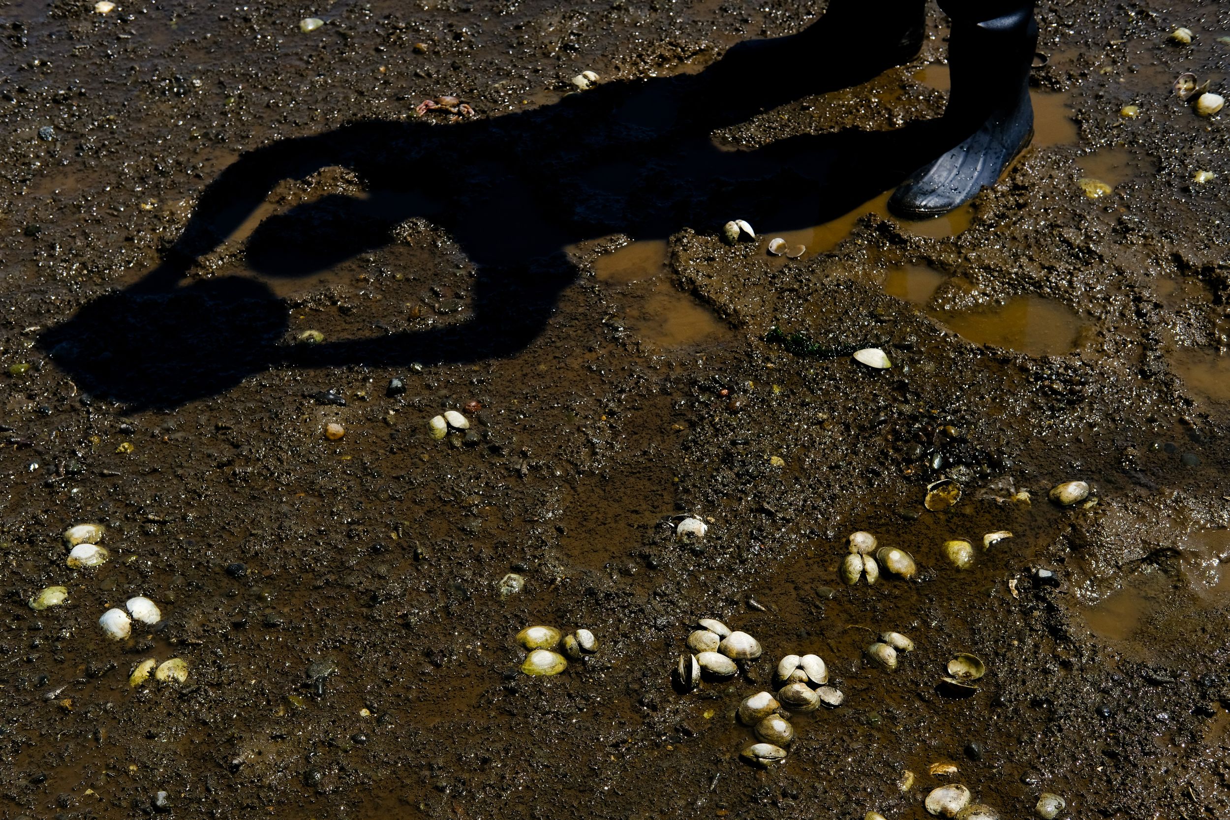 Heat wave scorches Washington's shellfish, total losses unclear July