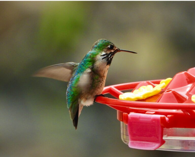 A Calliope hummingbird rests on a feeder. Hummingbird feeders need to have red on them to draw the birds. Red dye should not be added to the feeding syrup.  (Courtesy of Washington State University)