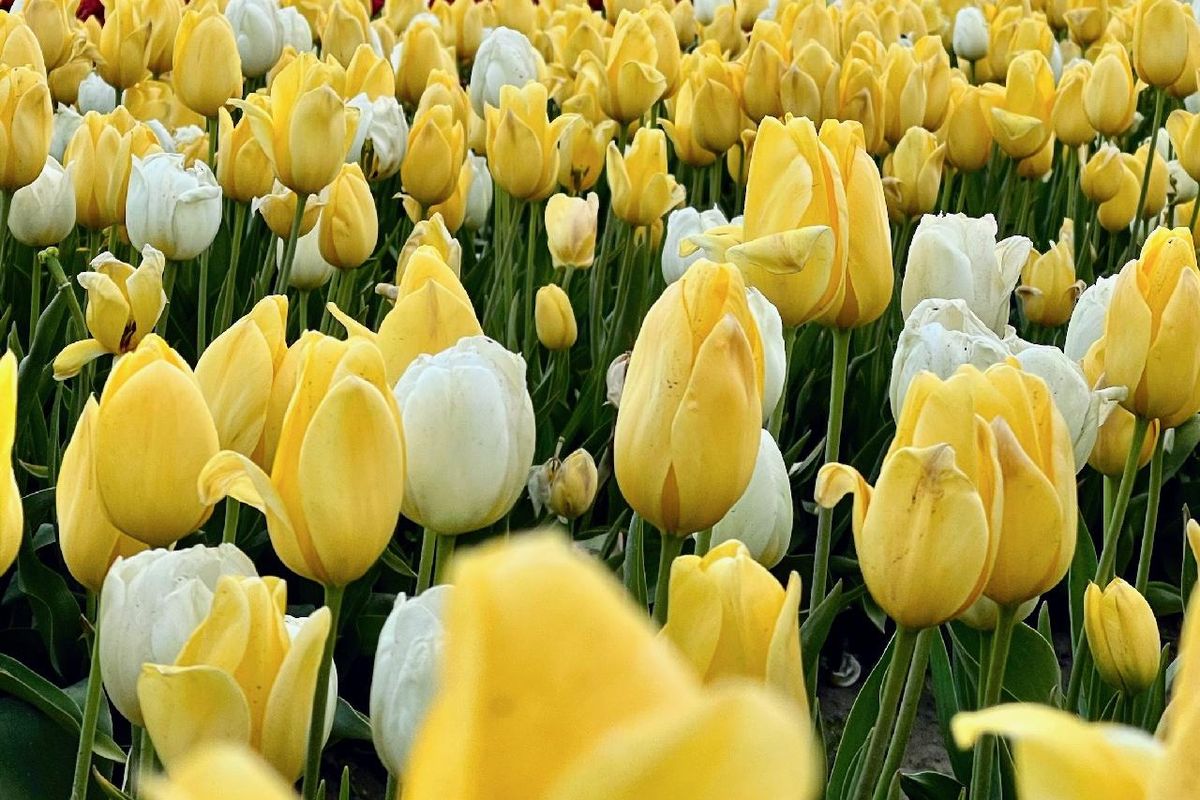 “Ethan’s Smile” tulip mix was created by Tulip Valley Farms, the Skagit Valley tulip farm where Ethan Chapin used to work. Chapin was among four Univeristy of Idaho students killed in November 2022.  (Tulip Valley Farms)