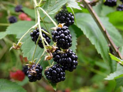 
Wild blackberries are a delicious but delicate crop.
 (Associated Press / The Spokesman-Review)