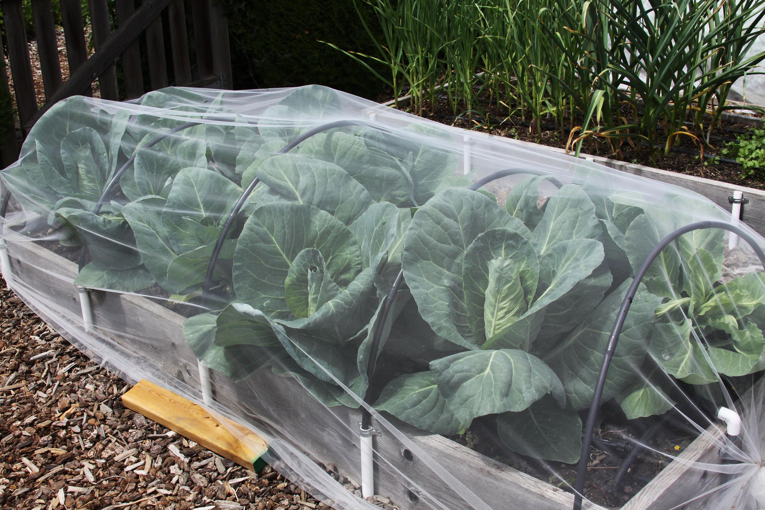 In the Garden Netting helps keep pests away from cabbage family crops