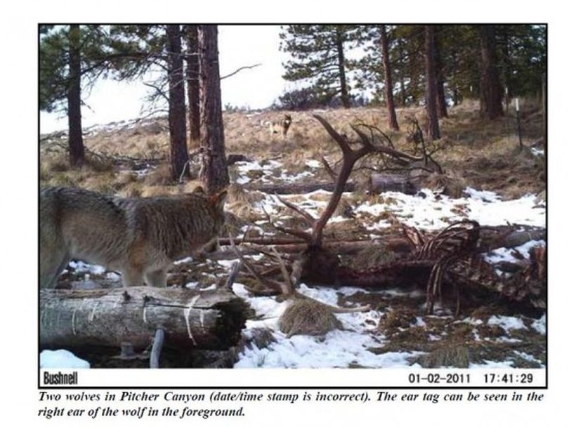 An ear-tagged wolf stands by an elk carcass with another wolf in the distance in this photo captured on March 24, 2013, by a Washington Department of Fish and Wildlife remote research video camera. The image supported department officials in declaring the existance of the Wenatchee Pack, the 10th confirmed wolf pack in the state.   The ear-tagged wolf originated from the Teanaway Pack. (Washington Fish and Wildlife Department)