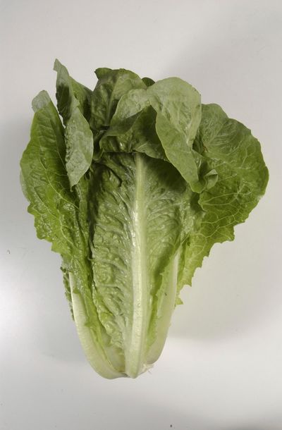 This undated photo shows romaine lettuce in Houston. On Wednesday, May 9, 2018, the Centers for Disease Control and Prevention updated its numbers on the outbreak Wednesday, revealing that 149 people had gotten sick in 29 states. (Steve Campbell / Associated Press)