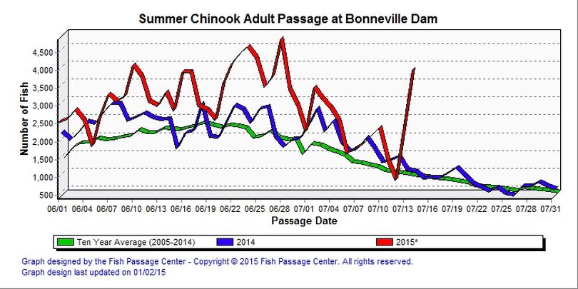 Summer chinook fish counts at Bonneville Dam. (Fish Passage Center)