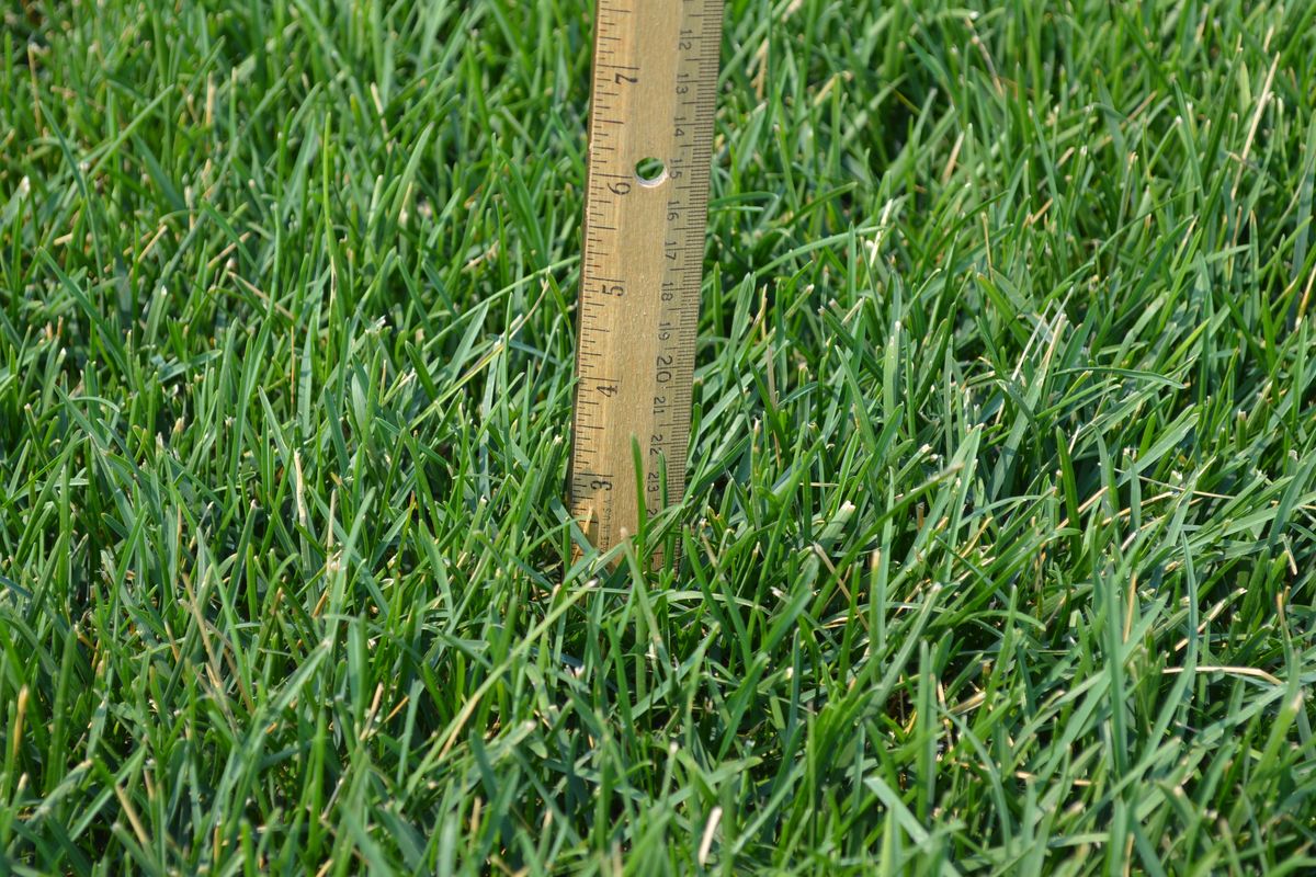 This patch of My Holiday Lawn Kentucky bluegrass at the Jacklin Seed research farm in Post Falls was last mowed at a 2-inch height on July 17 and measured at 3-inches tall on Aug. 17.