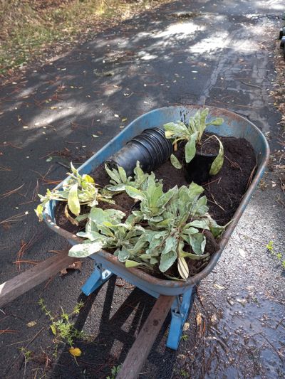 Fall is a great time to dig and divide perennials. These rose campion starts from last fall found their way to the Washington State University Master Gardener Plant Sale last spring. (Pat Munts/For The Spokesman-Review)