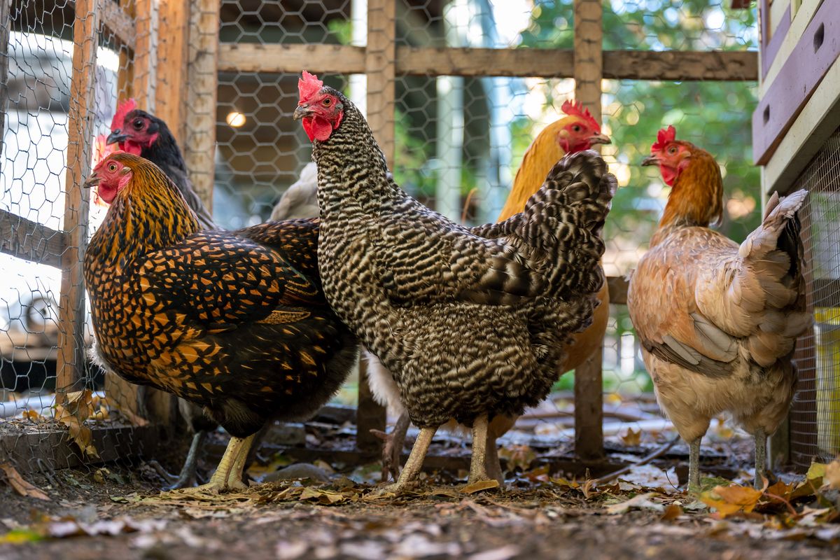 Pat Mantz has been raising chickens in her South Hill backyard for nine years. Spokane County is now taking a look at allowing backyard chickens in more urbanized areas.  (COLIN MULVANY/THE SPOKESMAN-REVIEW)