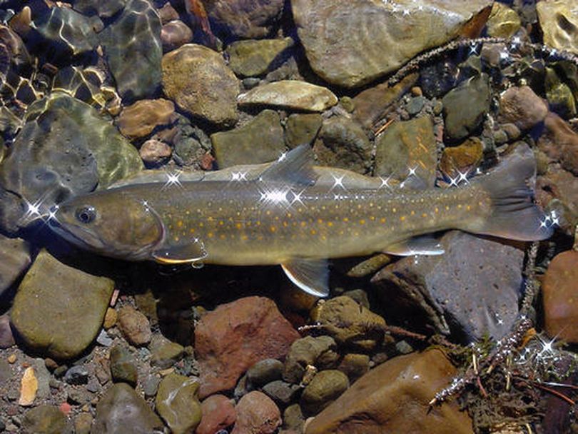 This undated file photo provided by the U.S. Forest Service shows a bull trout in the Little Lost River in Idaho. (AP/U.S. Forest Service / Bart Gamett)