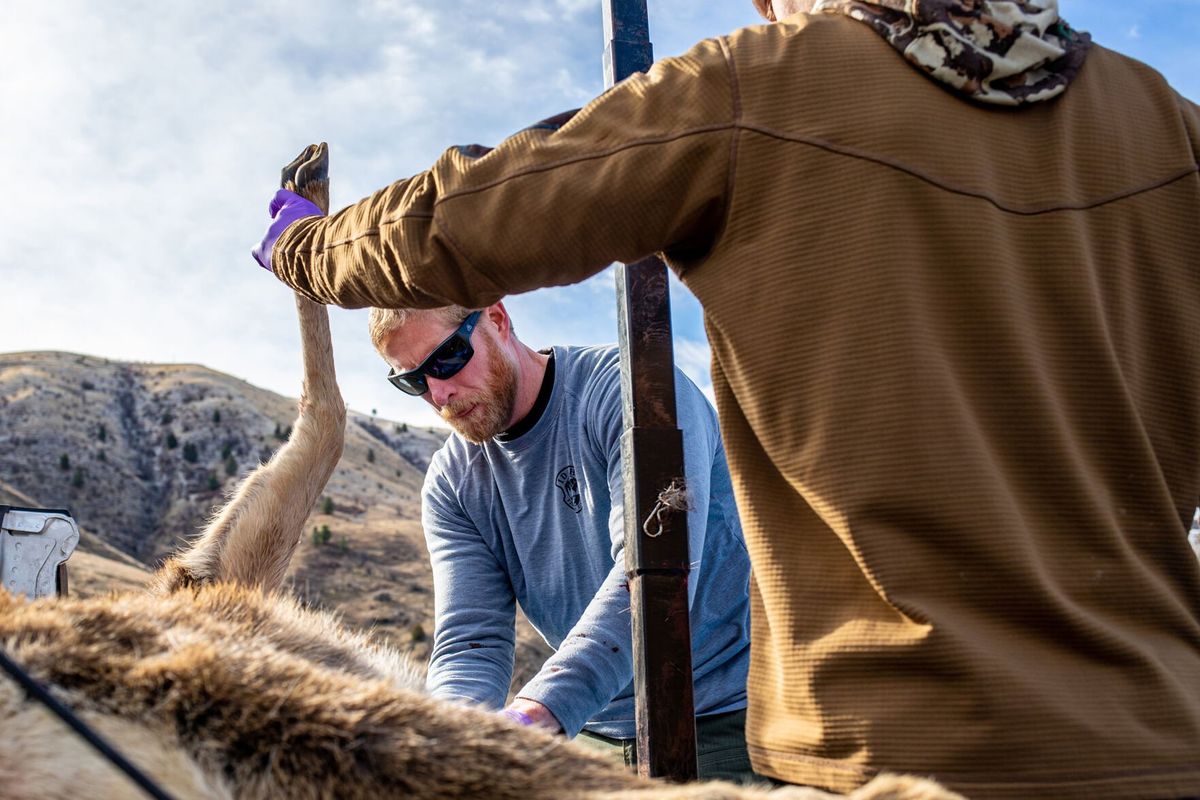 Idaho Fish and Game biologist Iver Hull, left, prepares a deer carcass to be skinned at Slate Creek Ranger Station in White Bird, Idaho, in this 2023 photo.  (Austin Johnson/Lewiston Tribune)