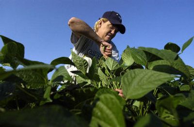 
Deborah Mitchell, of Coeur d'Alene, picks green beans Thursday at Carver Farms in Newman Lake. Mitchell has been canning fruit and vegetables for 30 years. 
 (Liz Kishimoto / The Spokesman-Review)