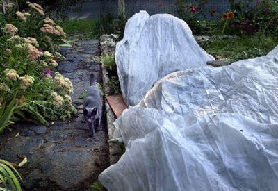 
A cat wanders through a Spokane Valley garden past tomatoes covered with a Remay floating row cover. 
 (Brian Plonka / The Spokesman-Review)