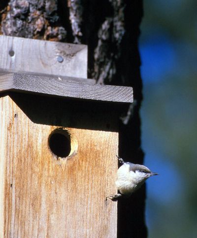A pygmy nuthatch checks out a nest box built to specific dimensions for nuthatches. (Rich Landers)