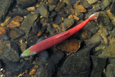 
A spawning kokanee swims up Wolf Lodge Creek on Friday near Coeur d'Alene. 
 (Jesse Tinsley / The Spokesman-Review)