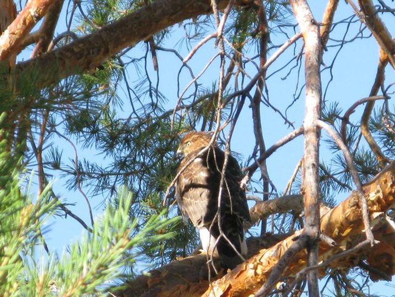 A Cooper's hawk, in a Boise backyard, rests after a run-in with a living room window (Betsy Russell)