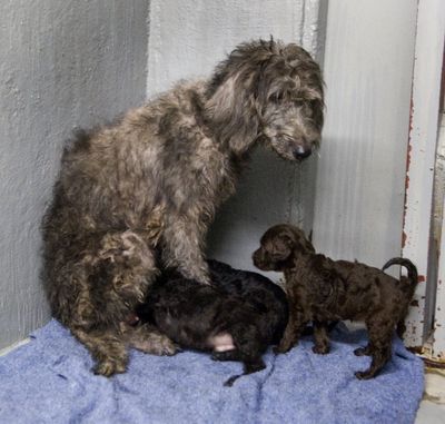 A neglected Labradoodle mother and her puppies are being cared for at the Spokane Humane Society. Spokane County Regional Animal Protection Service (SCRAPS) activated the Humane Evacuation Animal Rescue Team to assist with the removal of approximately 50 dogs from an illegal commercial kennel in northern Spokane County Wednesday. 
  (Colin Mulvany)