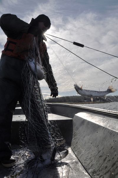 Chris Donley, Washington Fish and Wildlife Department fisheries biologist, pulls in a gillnet during a survey of the stocked trout population at West Medical Lake on April 5, 2011. (Rich Landers)