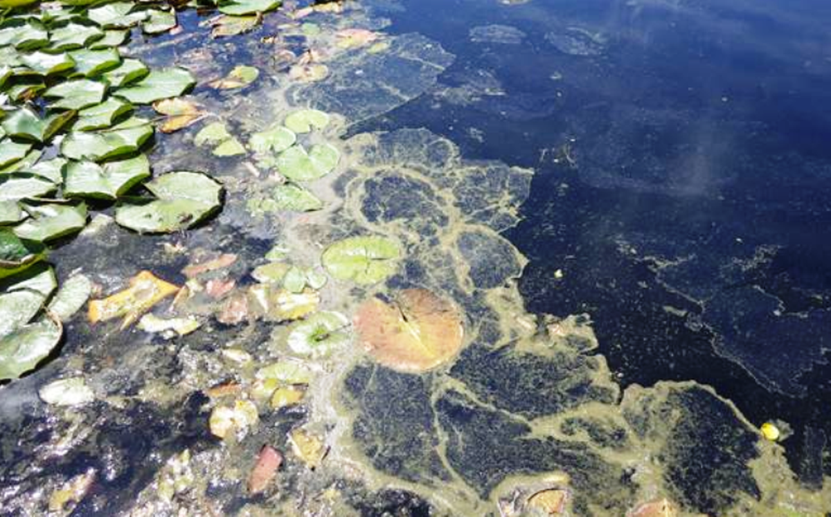 Blue-green algae outbreaks lead to advisories for parts of Hayden and ...