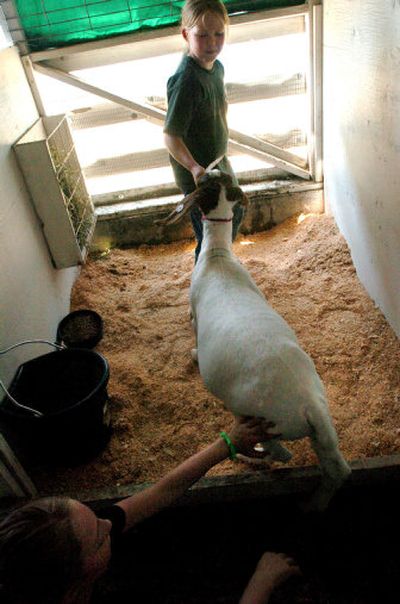 
Cynthia Smith, 9, pulls her reluctant goat, Hopper, into his stall with some help from Tiffany Palma, 10, at the Kootenai County Fairgrounds on Tuesday. Smith will show Hopper  today, the first day of the fair, which runs through Sunday. 
 (Jesse Tinsley / The Spokesman-Review)