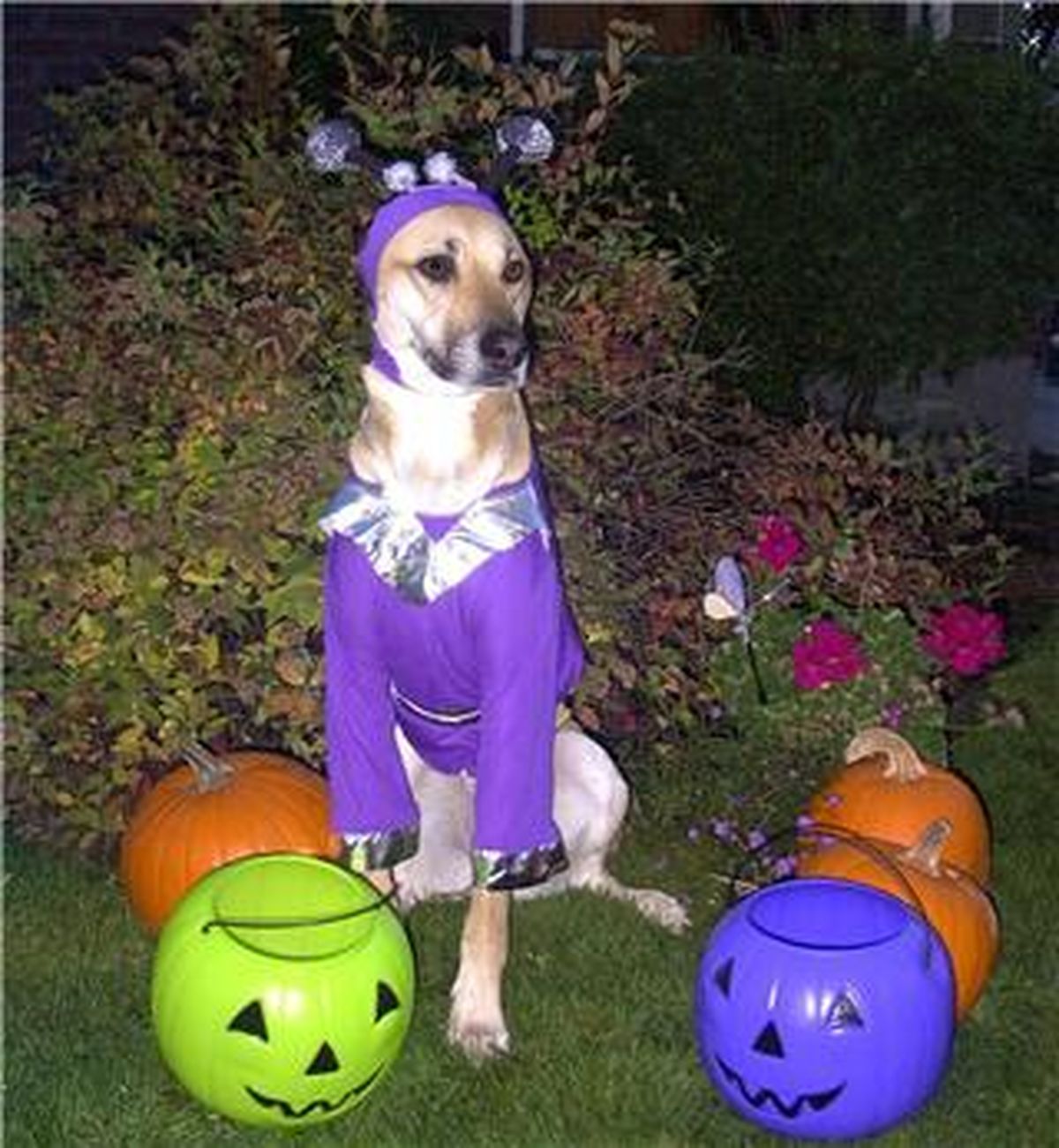 Halloween pet pictures - Oct. 30, 2012 | The Spokesman-Review