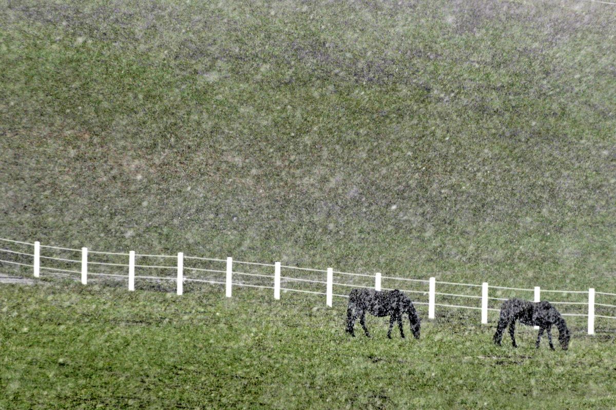 Horses grazing in a field off Sharon Road south of Spokane, Wash. are almost completely obscured by a quick snowstorm on Monday April, 18, 2011. If the temperatures remain under 60 degrees for the week this will be the coldest April on record. (Christopher Anderson / The Spokesman-Review)