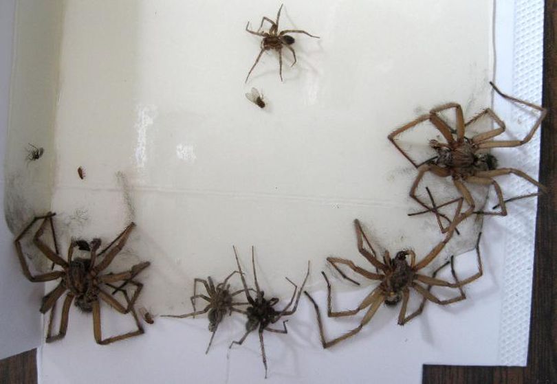 Prognosis: Spider Infestation Ahead | The Spokesman-Review