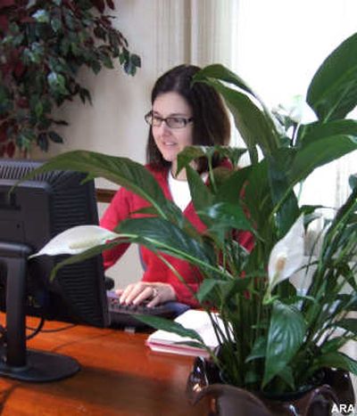 A peace lilly in the office can help increase productivity and reduce illness.
(ARA / The Spokesman-Review)