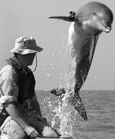 
K-Dog, a bottlenose dolphin, has a pinger device attached to its pectoral fin that allows the handler to keep track of it. 
 (Associated Press / The Spokesman-Review)