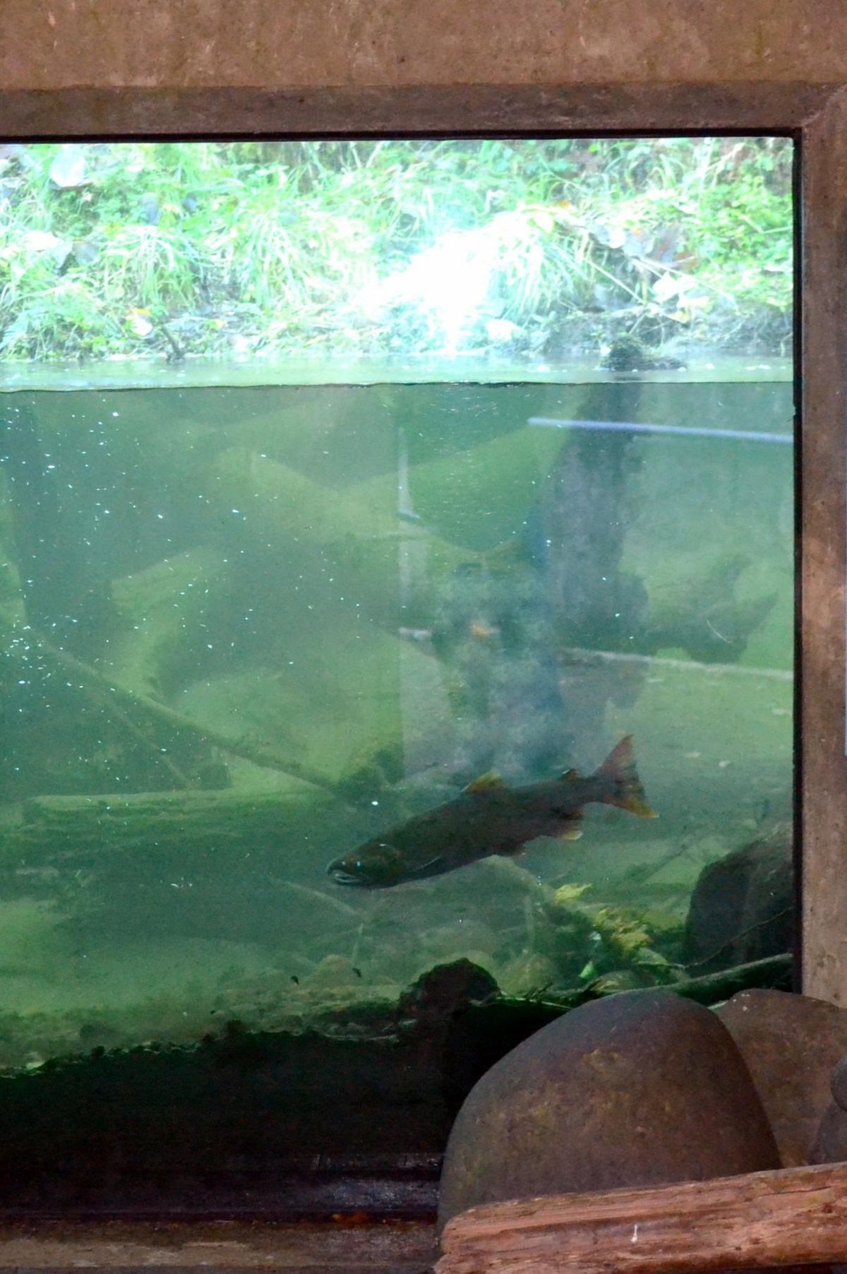 A side trail at the Wildwood Recreation Site provides an underwater view of a salmon spawning stream where Salmon fingerlings can be seen and occasionally an adult will be seen migrating upstream coming from the ocean. (Timberline Lodge Mount Hood, Oregon)