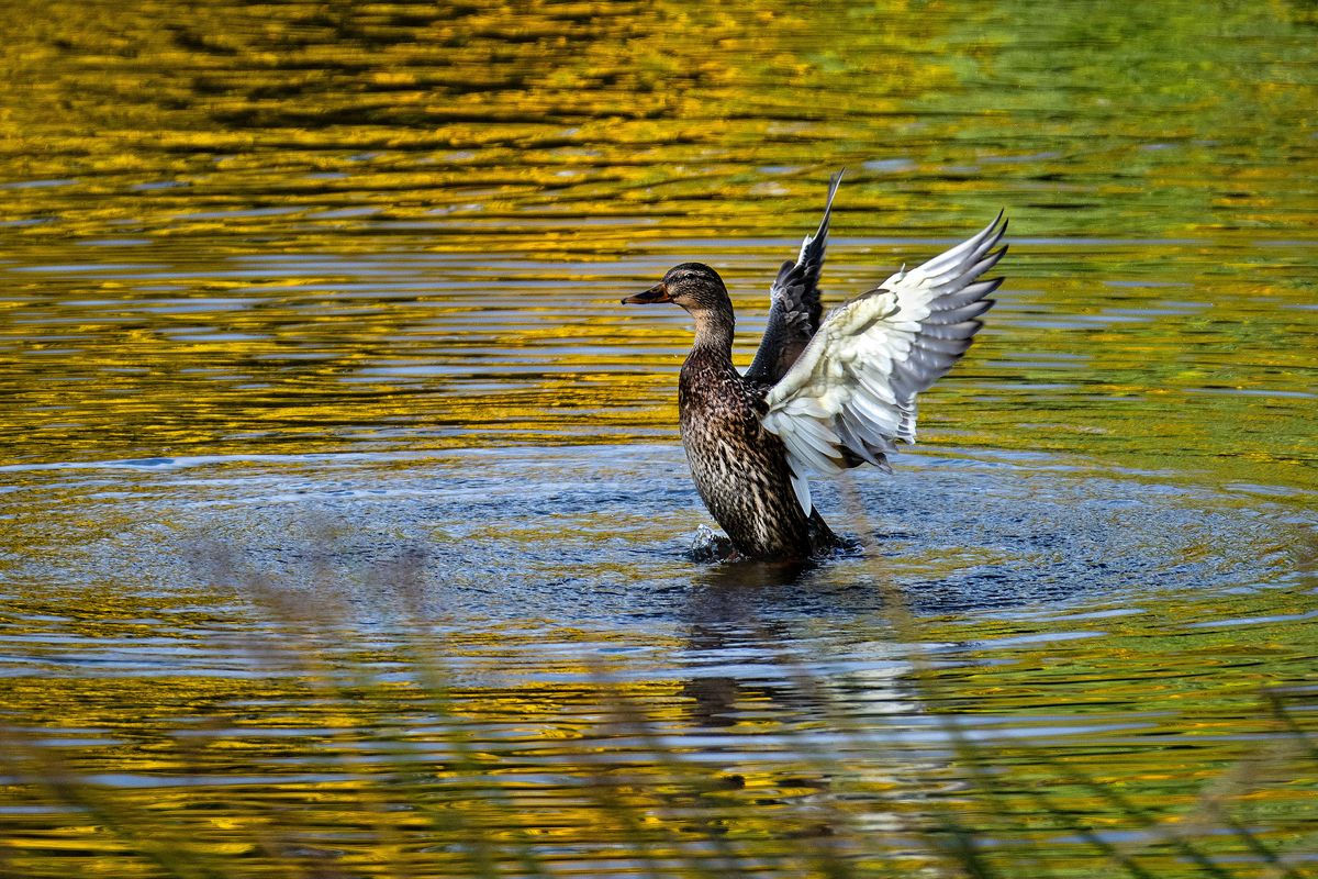 At right: With the color of fall leaves reflecting in the water of Cannon Hill park pond, a mallard duck sheds the water on her wings on Wednesday.  (COLIN MULVANY/THE SPOKESMAN-REVI)