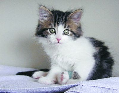 
By having your pets spayed or neutered, you are helping in the fight against pet overpopulation. 
 (BUSINESS WIRE / The Spokesman-Review)