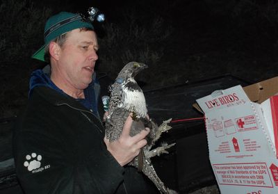 Mike Finch transfers a male sage grouse from a cardboard box to a holding pen for release in Lincoln County before sunrise on March 27.  (Rich Landers / The Spokesman-Review)