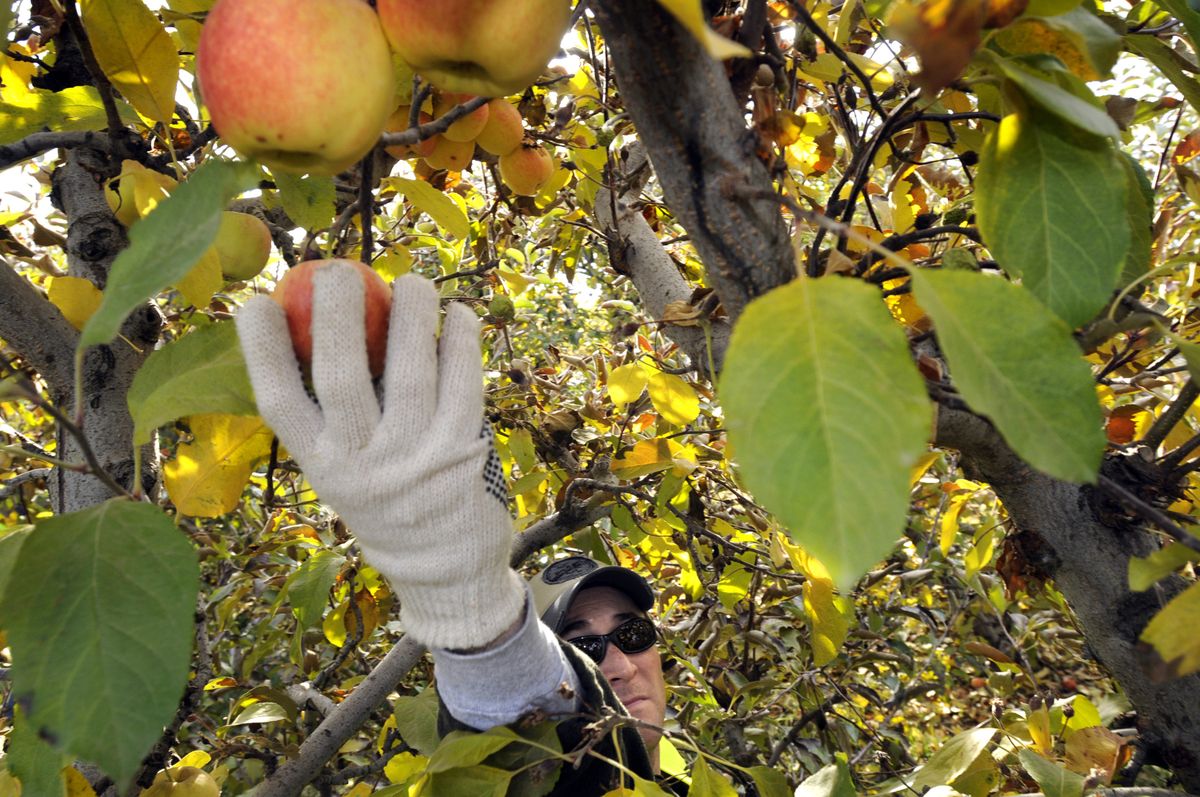 Ryan Kile, president of the Spokane West Rotary Club, picks apples at Hidden Acres orchard at Green Bluff on Saturday. Kile and his organization brought several Rotary Clubs together, along with some Lions and Kiwanis groups, to pick leftover apples at Green Bluff farms. (Photos by JESSE TINSLEY / The Spokesman-Review)