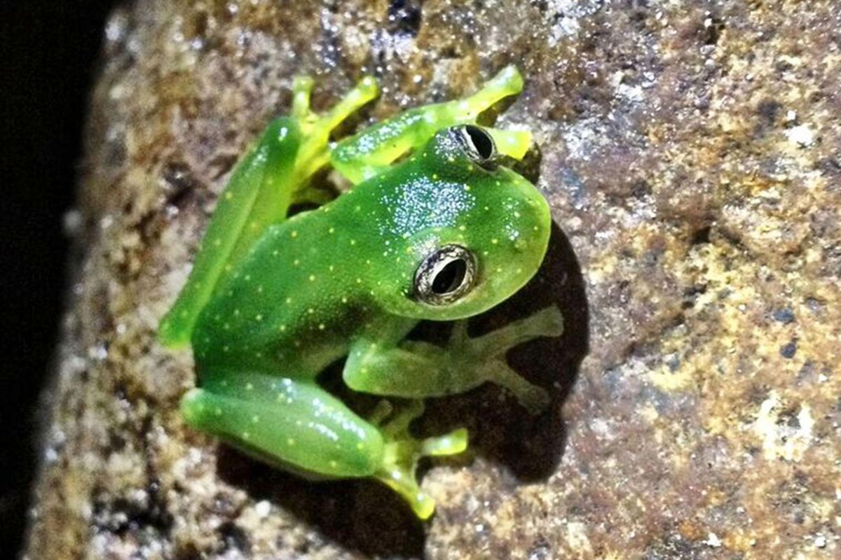 A glass frog in Panama. Professor Allan Pessier, a veterinary pathologist at Washington State University, was awarded a Golden Goose Award for his discovery of a kind of fungus causing mass die-offs of amphibians worldwide. Photos courtesy of Allan Pessier
